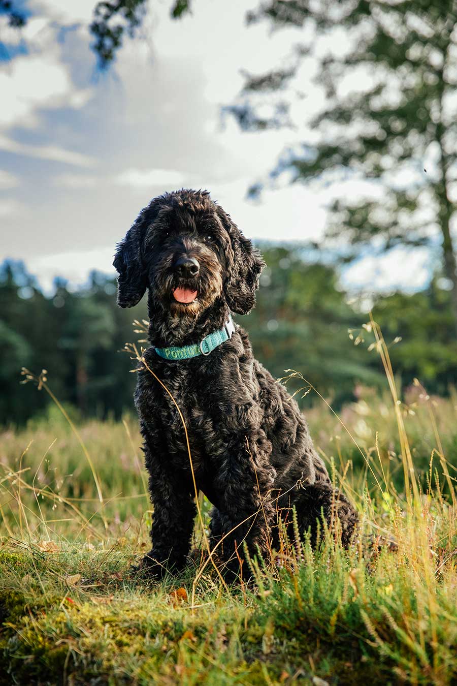 Hund